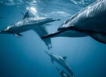 世预赛买球-羽毛球马来西亚公开赛 王祉怡0-2不敌头号种子获得亚军